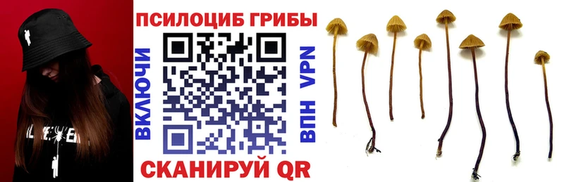 где купить наркотик  Зверево  Галлюциногенные грибы мицелий 